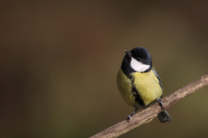 Mésange charbonniere