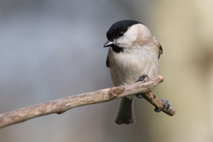 Mésange nonnette