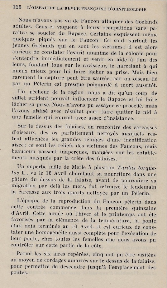 Quelques proies sont citées dans cet article : pigeons essentiellement, mais aussi pic épeiche, choucas, jeunes goélands et un merle à plastron mâle (16 avril 1949).