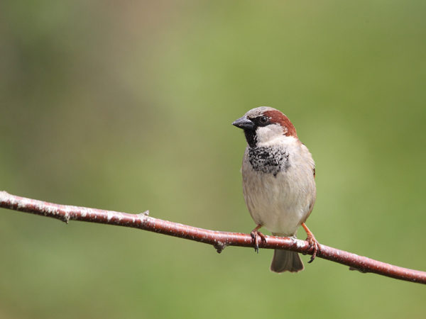 Moineau domestique