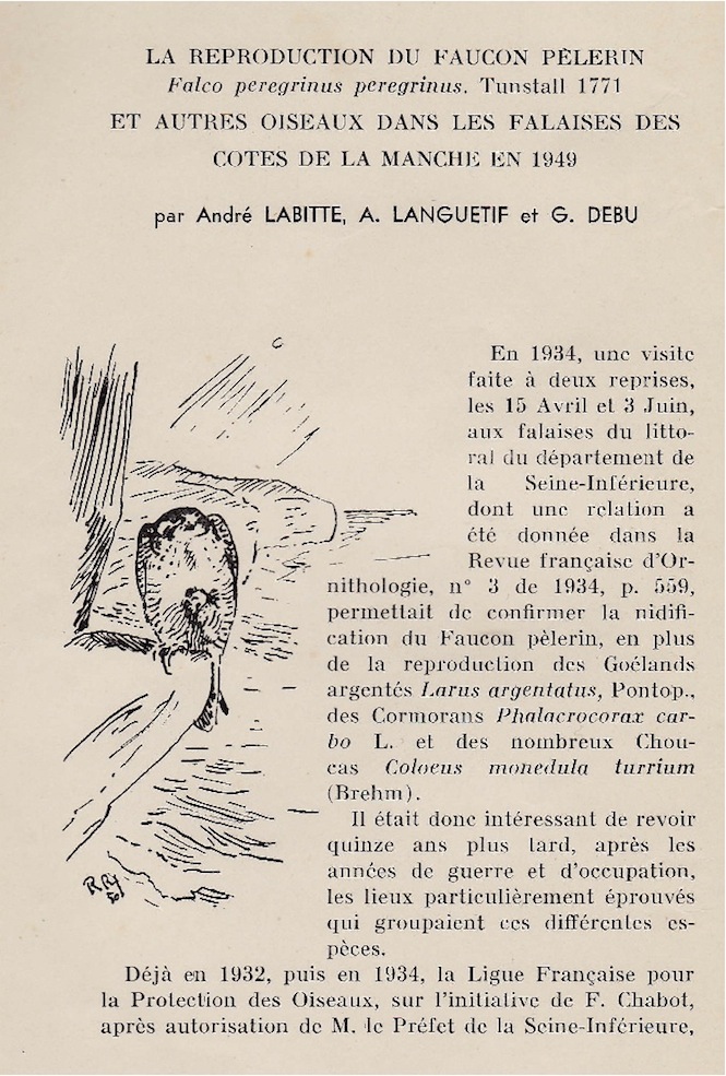 Ce retour sur les lieux après les bouleversements liés à la guerre présente un grand intérêt.<br />Les dessins sont l'oeuvre de Roger Reboussin (1881-1965), remarquable artiste peintre naturaliste.<br />Les espèces nicheuses citées dans l'article sont, outre le faucon pèlerin, le goéland argenté, le grand cormoran, le choucas, l'hirondelle de rivage, le faucon cresserelle (sic) ainsi que le rougequeue noir, le pipit farlouse sur les pâtures, l'alouette des champs, le bruant proyer et la bergeronnette grise. En migration, outre le malheureux merle à plastron prédaté, un couple de traquets motteux, la huppe et des bergeronnettes de Ray ( = flavéoles ) sont cités.