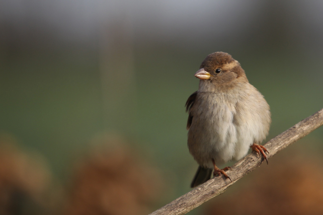 Moineau domestique