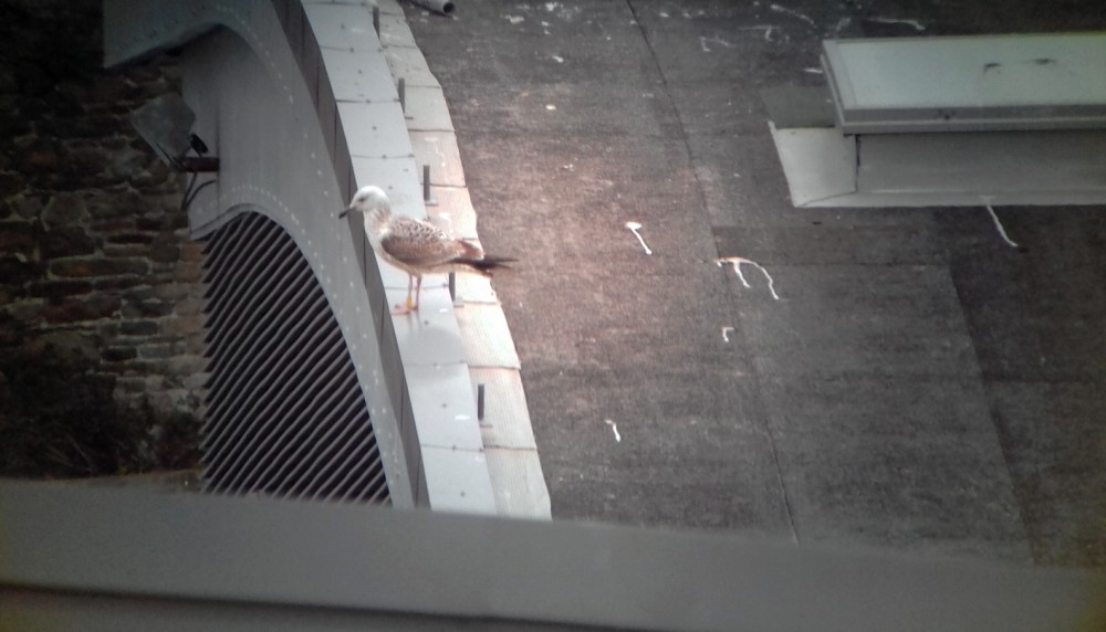 20190309_180430.jpg (272.75 Kio) Vu 58261 fois goéland pontique à Granville