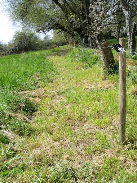 clôture dégagée.JPG