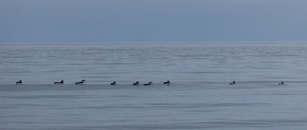 Une ligne de pingouins tordas et guillemots de Troïl.