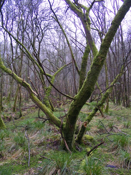 vue générale de la zone humide.JPG