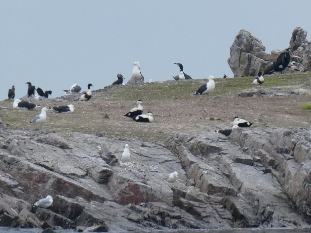 Les eiders à duvet et les tadornes piétonnent sur l'île de Terre.