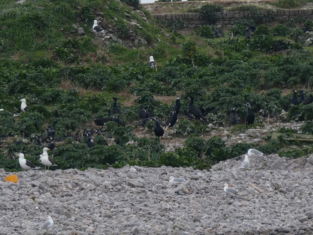 Les grands cormorans sont bien installés sur l'île de Terre.