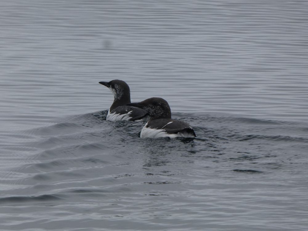 Ces deux guillemots seront bientôt en plumage nuptial.