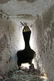 Cormoran huppé nichant dans une des fenêtres du fort, bagué en 2011 sur le même liste