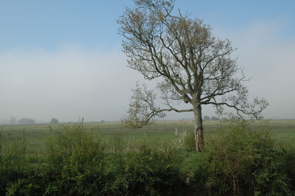 La brume vient de se lever. Le marais, c'est un paysage.