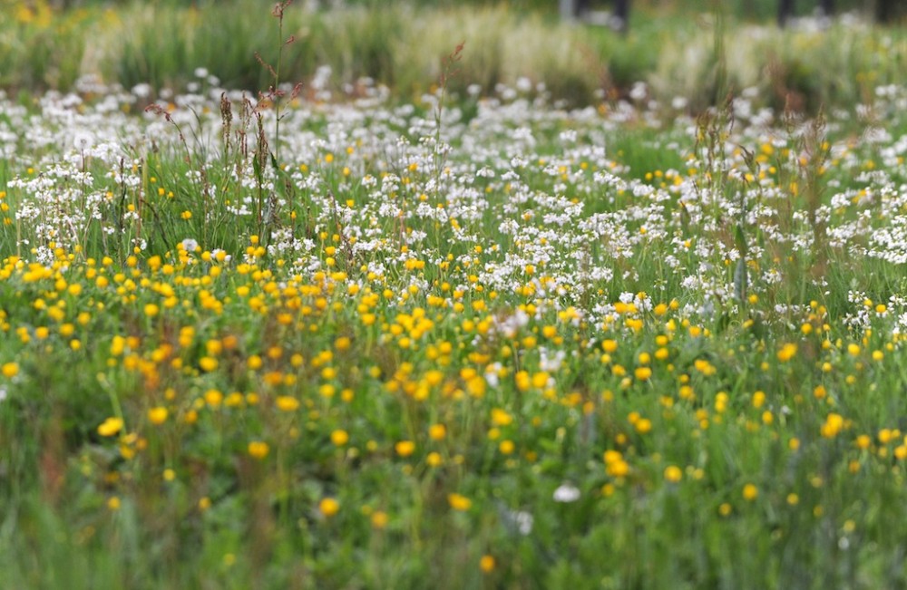 Belle prairie humide fleurie (cardamines et renoncules)