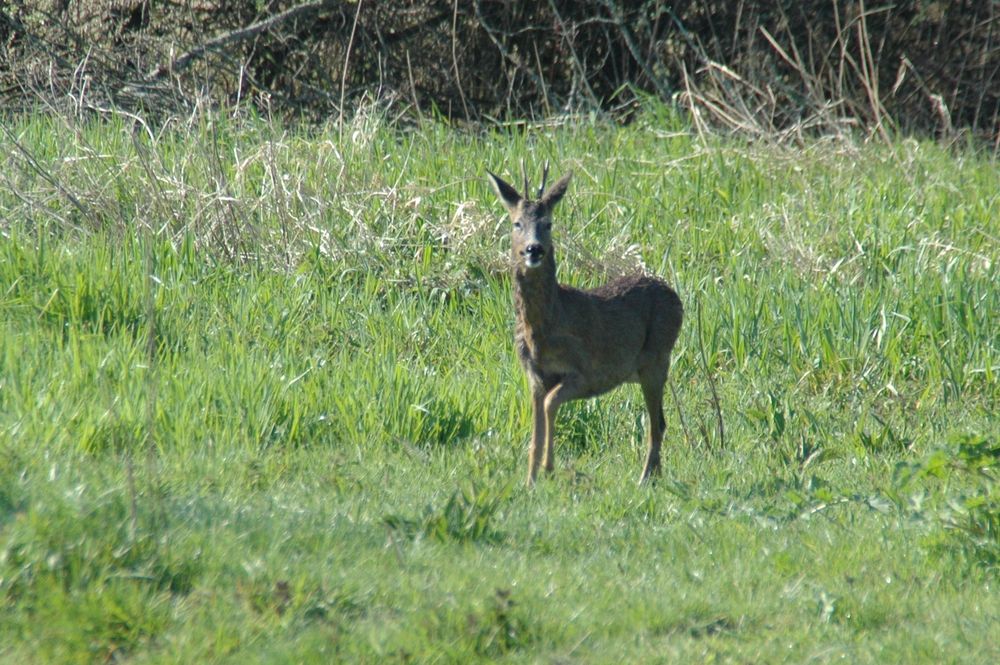 Les chevreuils sont nombreux dans le secteur. Surpris ici pas loin de la réserve.