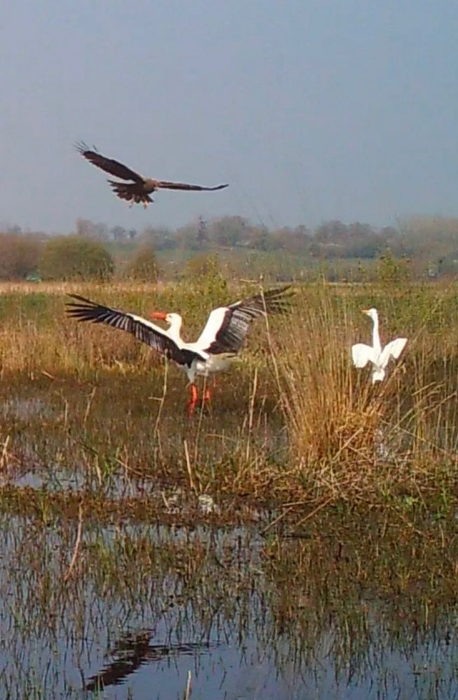 Panique à bord !