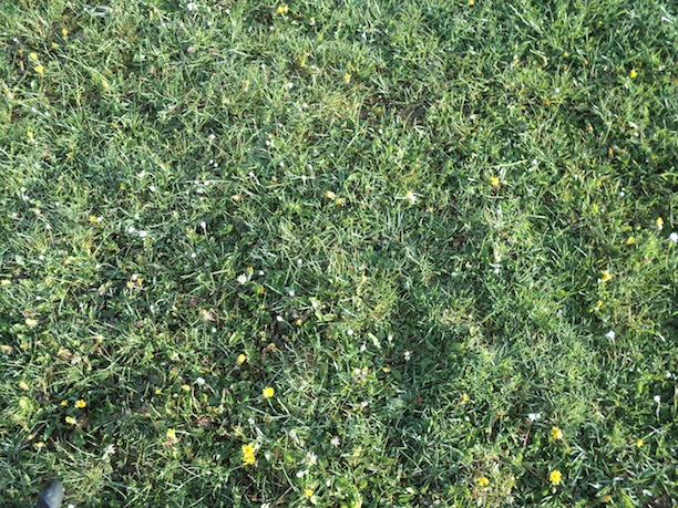 Les parcelles de prairie sont fréquentées par les granivores présents (linotte, pinson, chardonneret). Pissenlits et pâquerettes en nombre et en fleur attirent ce beau monde. Il est même surprenant de voir les couples de pinsons se poser en plein champ assez loin des haies.