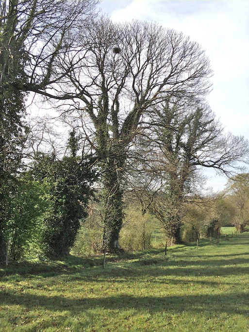 L'aire de buse sur un châtaignier élevé. Cette belle haie est plantée en limite de rupture de pente avant le vallon où coule le ruisseau. L'observation n'est pas anecdotique : le paysage bocager et son maillage de haies répondait à des logiques qui ne sont plus systématiquement appliquées dans le paysage actuel. Le bon sens a parfois perdu la bataille...