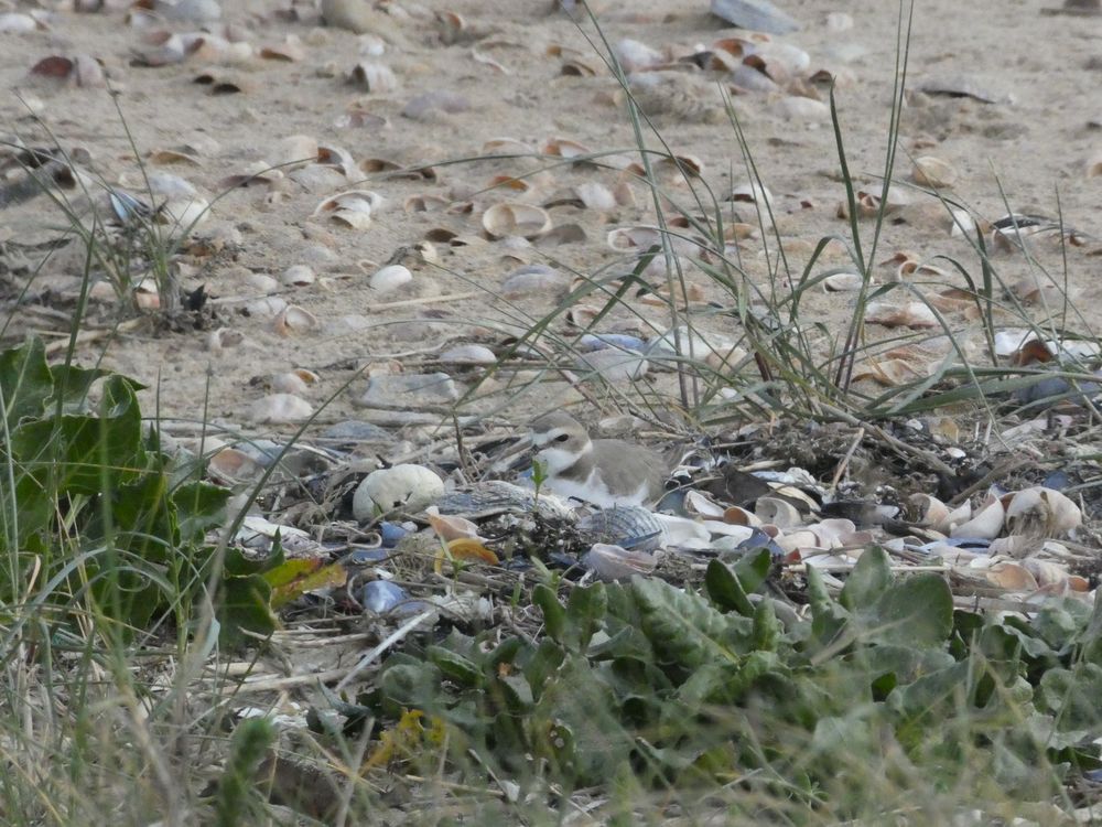 En haut de plage des Gougins au départ du bateau, parmi les crépidules, le gravelot à collier interrompu couve ses deux oeufs. Il n' y a pas de temps à perdre!