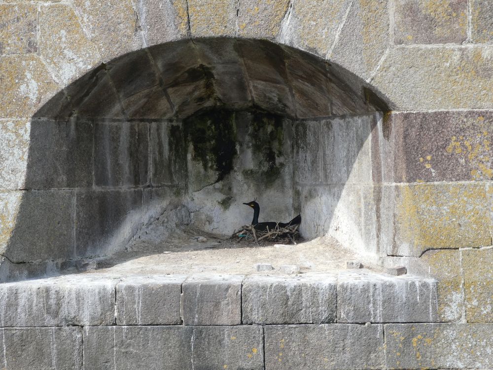 Le cormoran huppé niche dans le moindre recoin du bâtiment ainsi que dans la cour intérieure, sous  les lavatères.