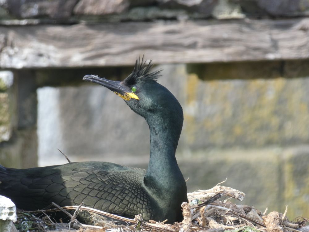 Le cormoran huppé avec son magnifique plumage nuptial. Il s'agissait aujourd'hui de décompter les nids et leurs  oeufs.