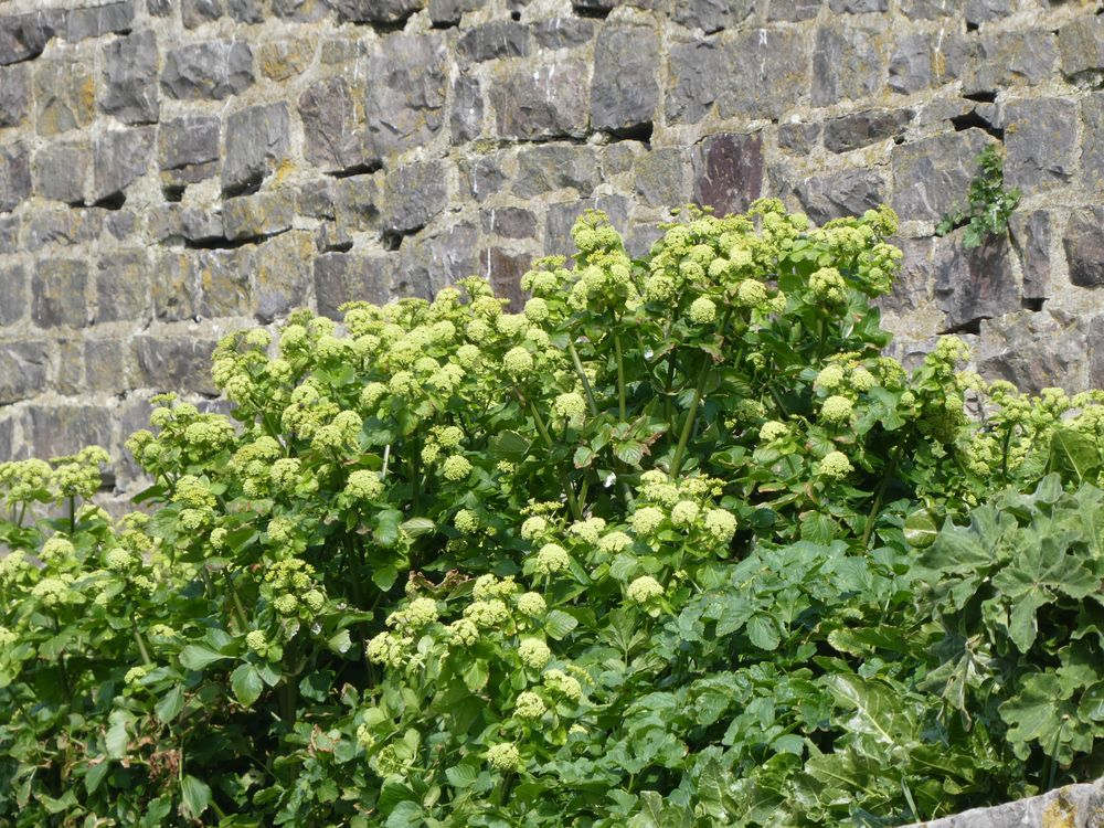 Une plante, le maceron (Smyrnium olisatrum) côtoie abondamment les lavatères sur l'île du Large.