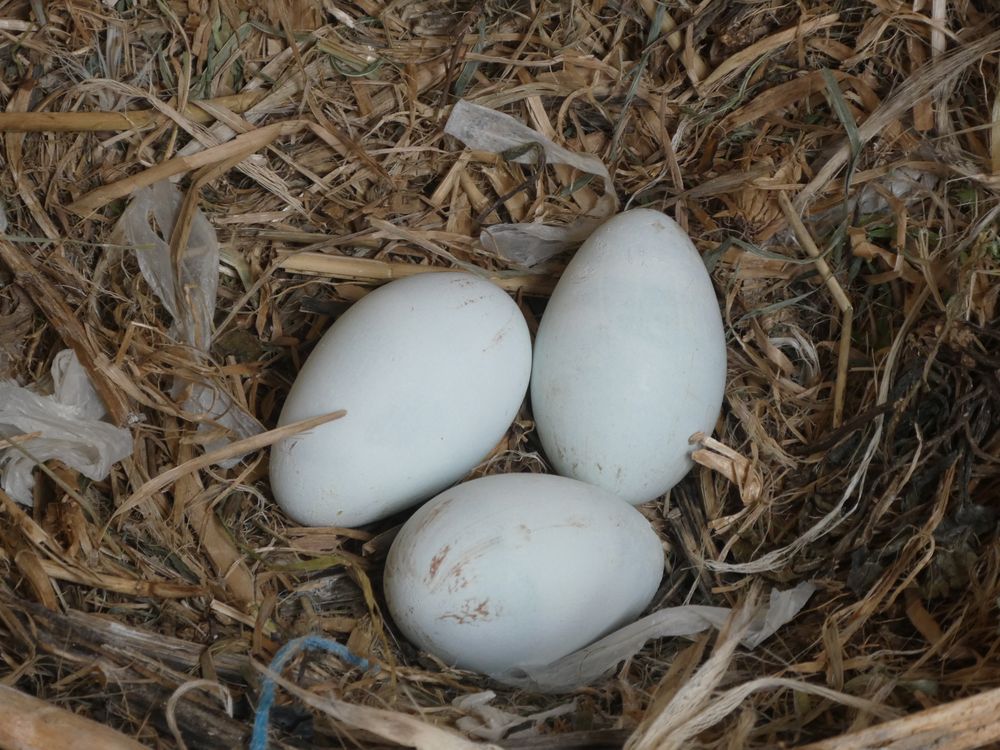 Dans ce nid, il y a trois oeufs de cormoran huppé. Des  poussins sont déjà éclos dans d'autres nids.