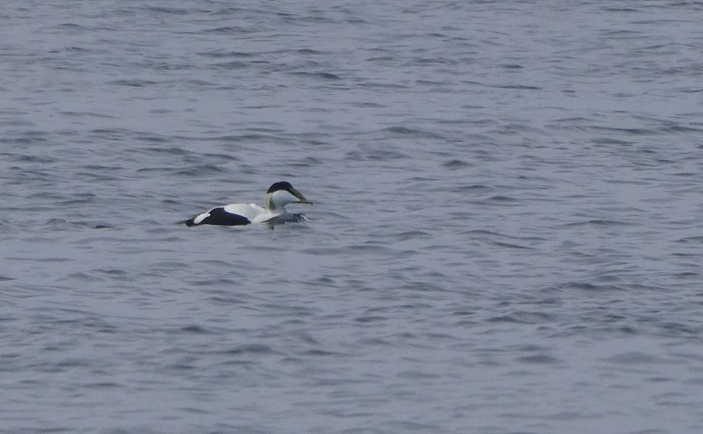 Un eider mâle s'éloigne du rivage à l'arrivée du bateau.