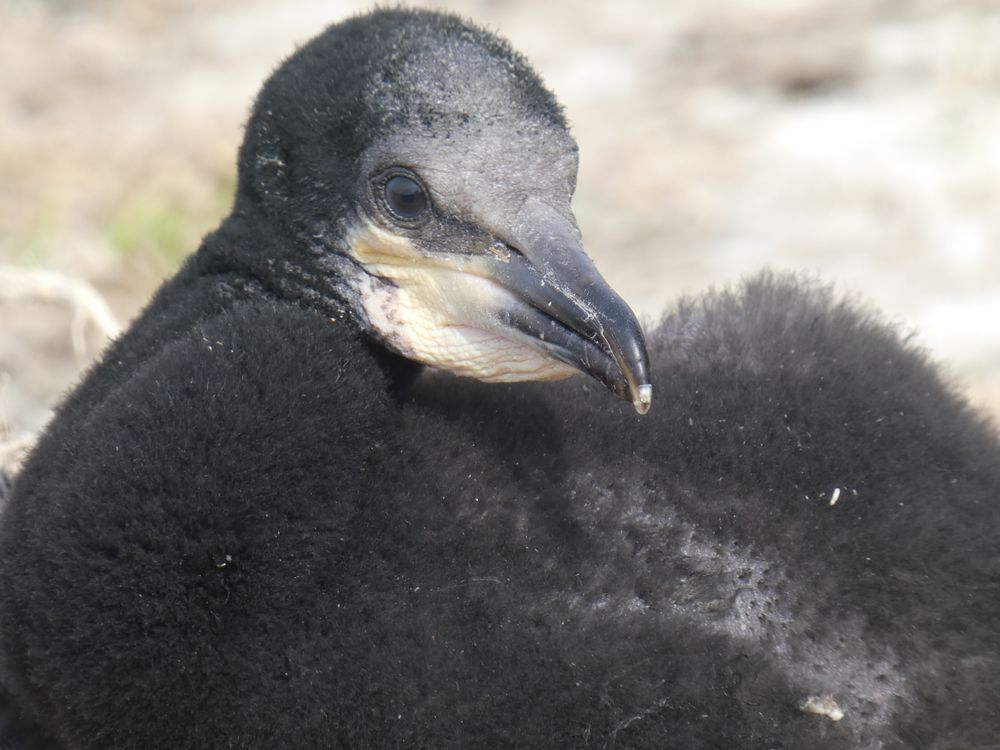 Ce &quot;petit&quot; grand cormoran est déjà bien avancé dans sa croissance.