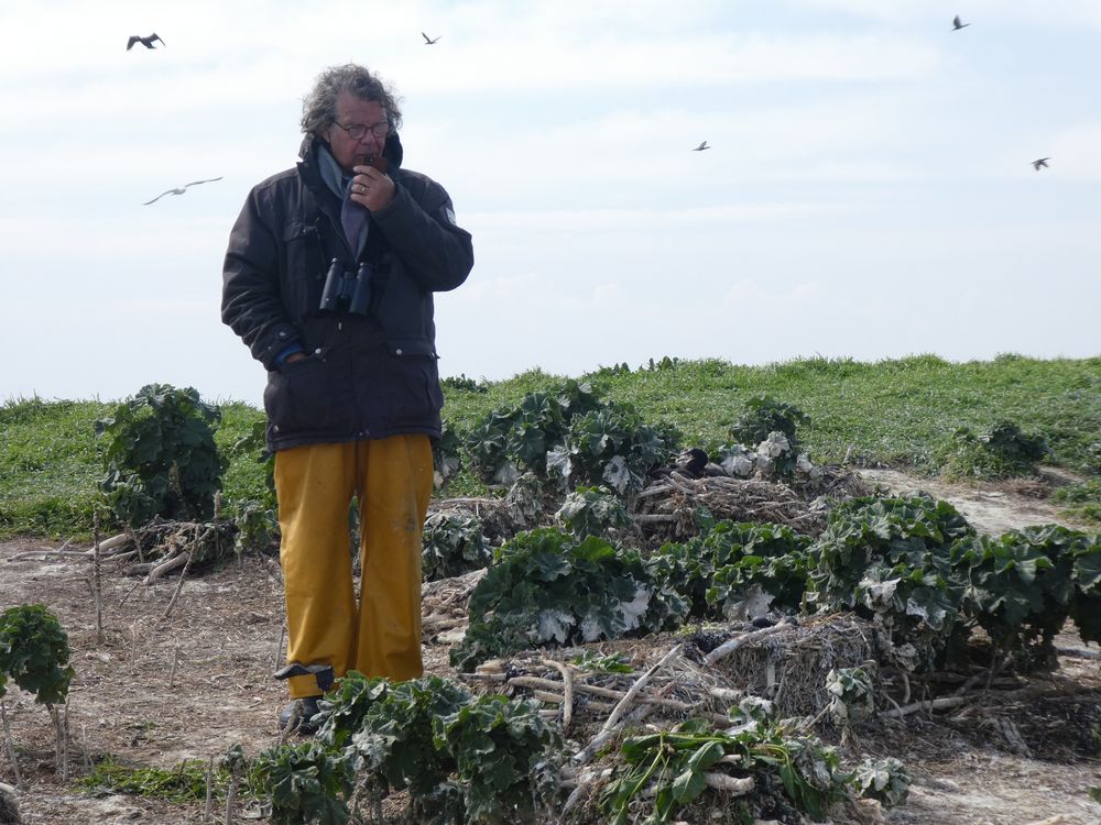 Gérard compte les nids de grand cormoran.