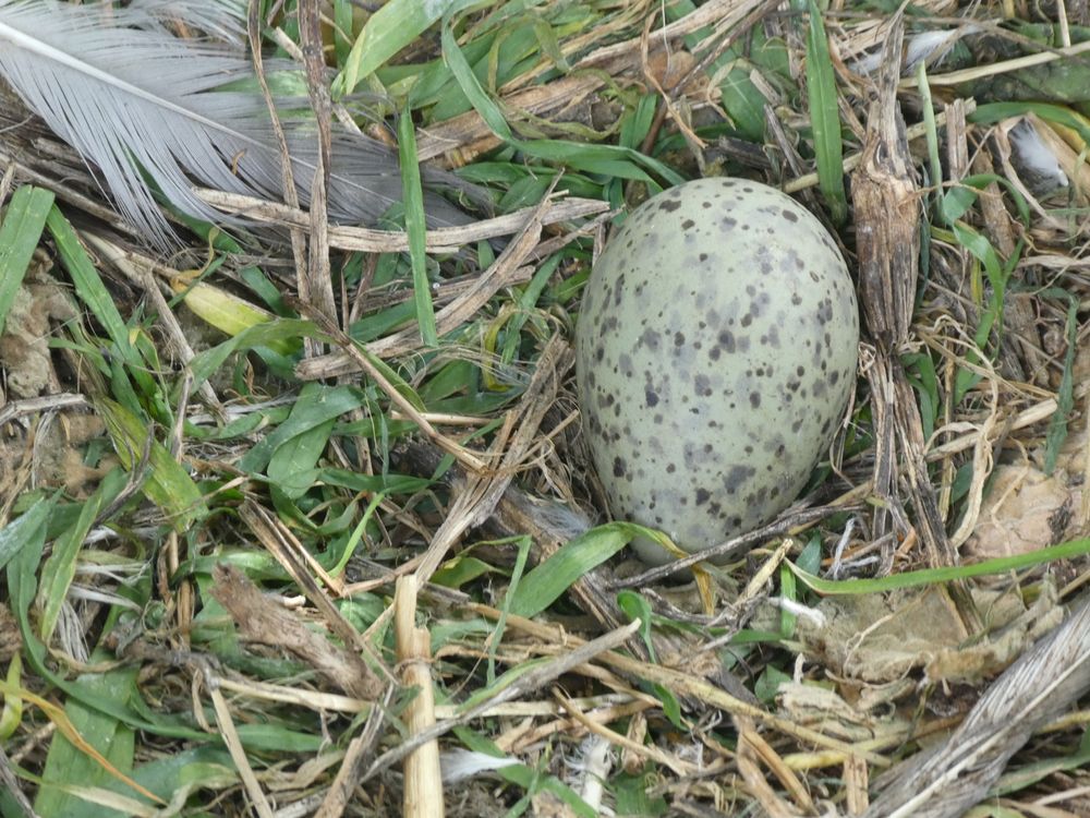 Ce premier oeuf de goéland marin a été trouvé sous les lavatères.