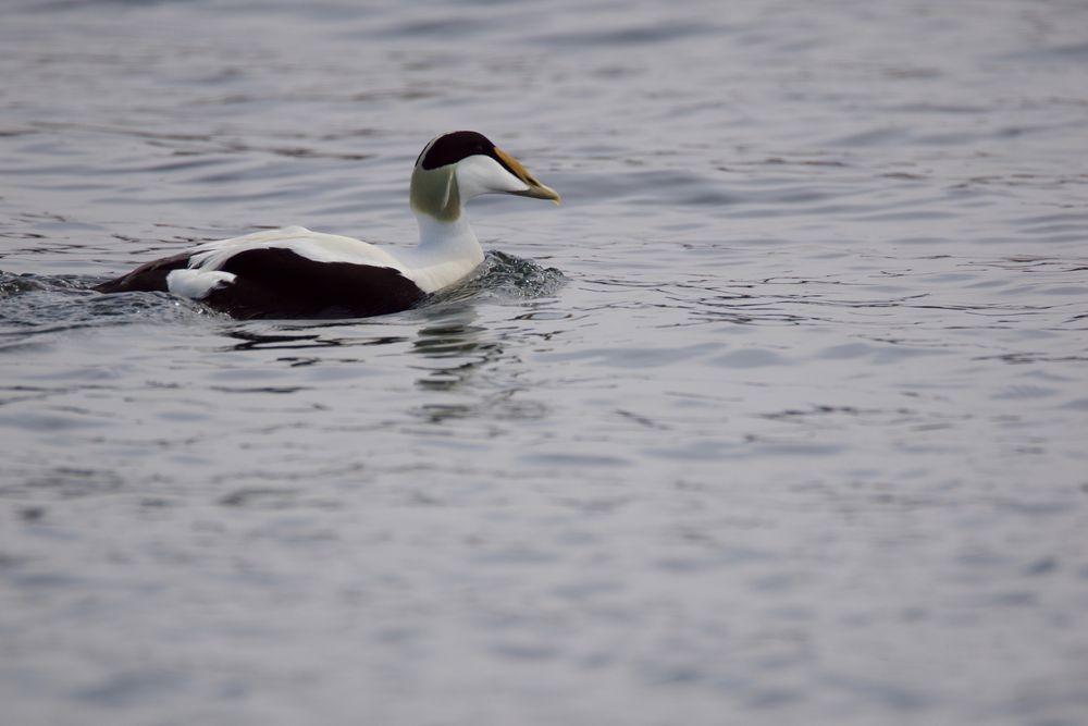 Un eider en plus gros (Gérard Debout). Parenthèse savante : le mot édredon vient du nom de l'oiseau dont on utilisait naguère le duvet pour garnir oreillers et couvre-pieds.