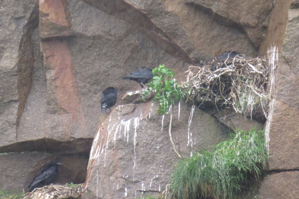 8 mai 2014, photo J. Alamargot<br />Diélette/Flamanville.<br />JAl sera le premier à dessiner la répartition actuelle  du grand corbeau nicheur sur les côtes du département de la Manche. La place réservée à cette espèce dans sa thèse vétérinaire est importante.