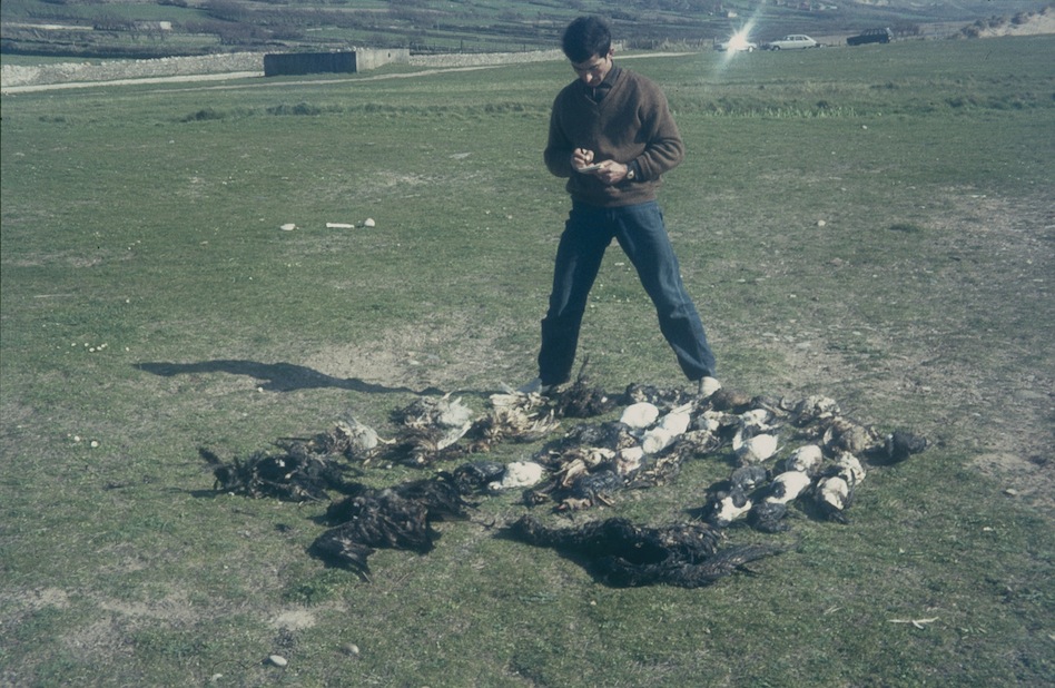 Comptage des oiseaux échoués, anse de Vauville; Christian Arlot.<br />19 avril 1970<br />Photo Jacques Alamargot. <br />Les échouages de cadavres, mazoutés ou tirés, sont à cette époque encore massifs.<br />C. Arlot qui accompagne Jacques figure dans la première liste des contributeurs à la chronique publiée dans la revue Le Cormoran (n°1, 1969)