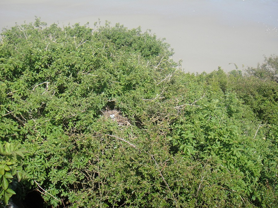 nid aigrette garzette.JPG