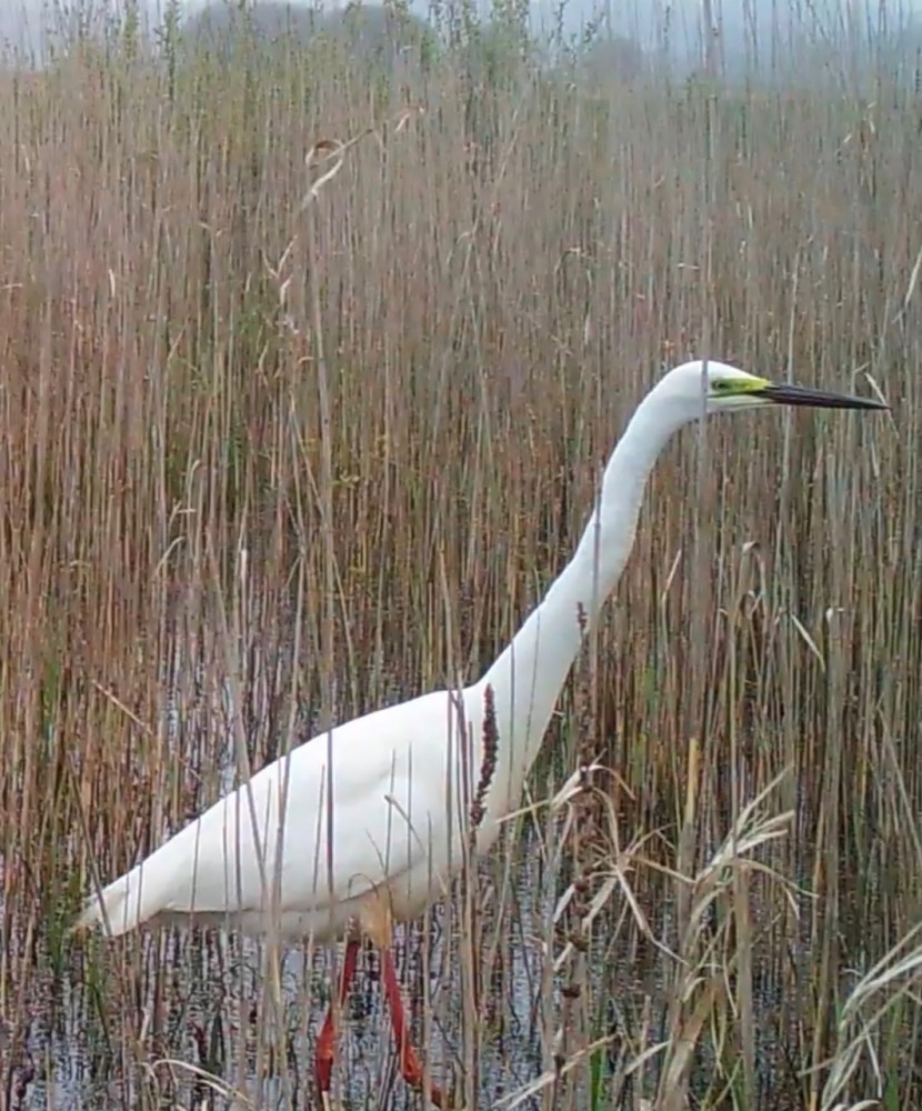 grande aigrette en plumage nuptial à la recherche de menu fretin