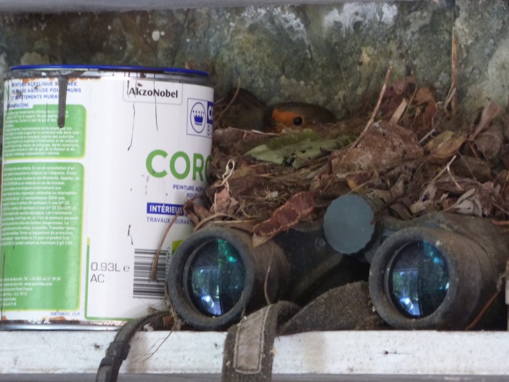Un autre nid dans le garage, construit entre pot de peinture et vieilles jumelles. Philippe Gachet suggère qu'ainsi, la couveuse me voit arriver de plus loin!