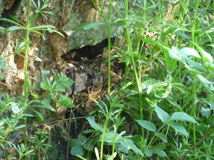 Chez le rougegorge, ça va mieux que pour la musicienne (perte &quot;seulement&quot; de 17% du nombre de contacts) : un nid  dans la cavité d'un mur de pierre du jardin.