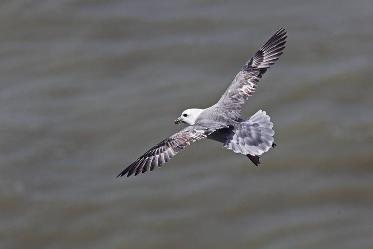 Fulmar Boréal