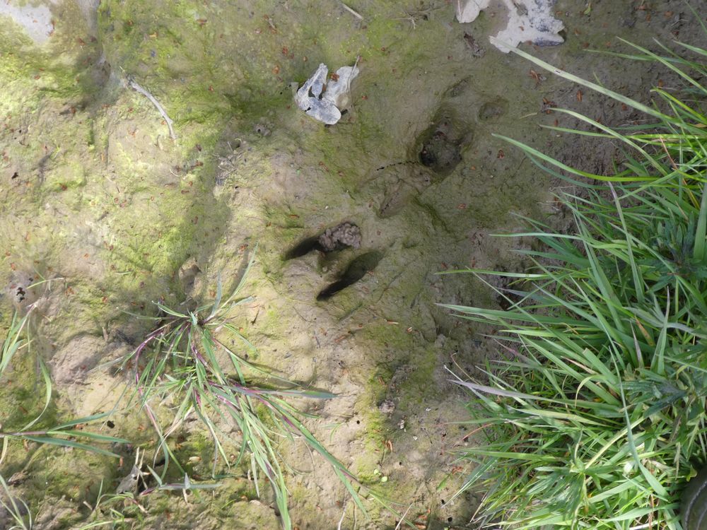 Le chevreuil est passé par la petite mare creusée récemment pour accueillir des odonates et des amphibiens.