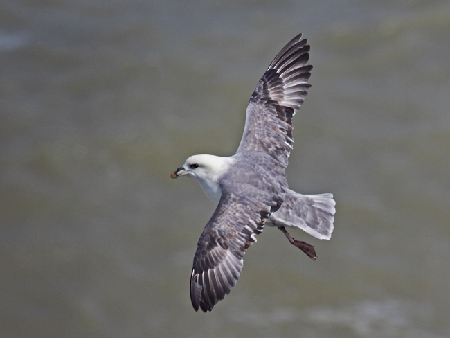 Fulmar Boréal