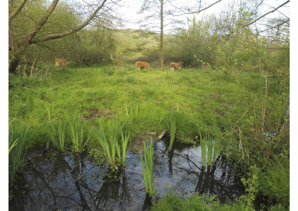 Les petites vaches jersiaises au travail