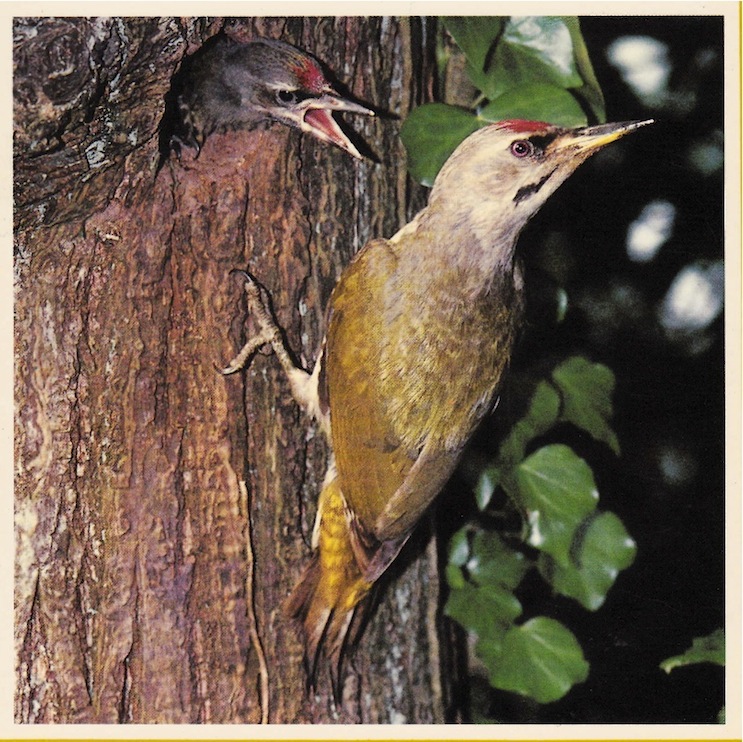 27 juin 1973. <br />Photo G. Moreau<br />Ce cliché (ici scanné) ornera la page de couverture de l'atlas des oiseaux nicheurs du PNR Normandie Maine édité en 1986. Cette diapositive a été perdue depuis, confiée à un journaliste peu scrupuleux.