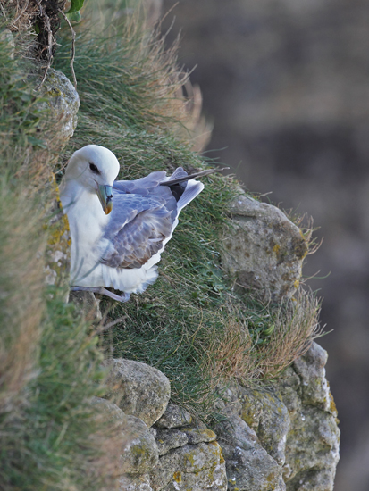 Fulmar Boréal