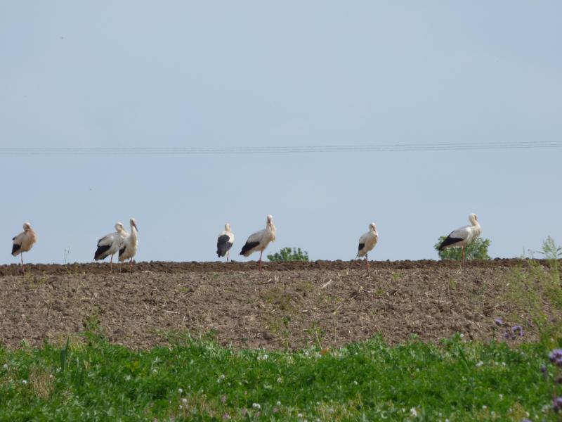 Cigognes blanches photo JP Plin.JPG