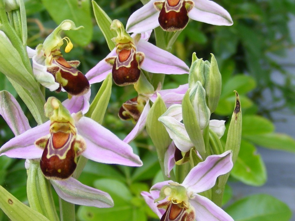 Des fleurs qui seront bien développées en juin