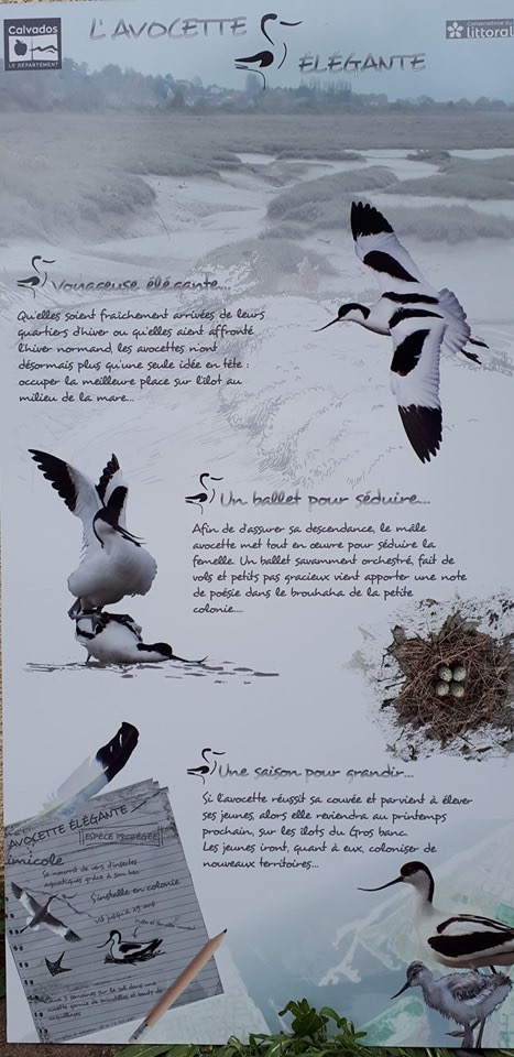 Affiche avocette