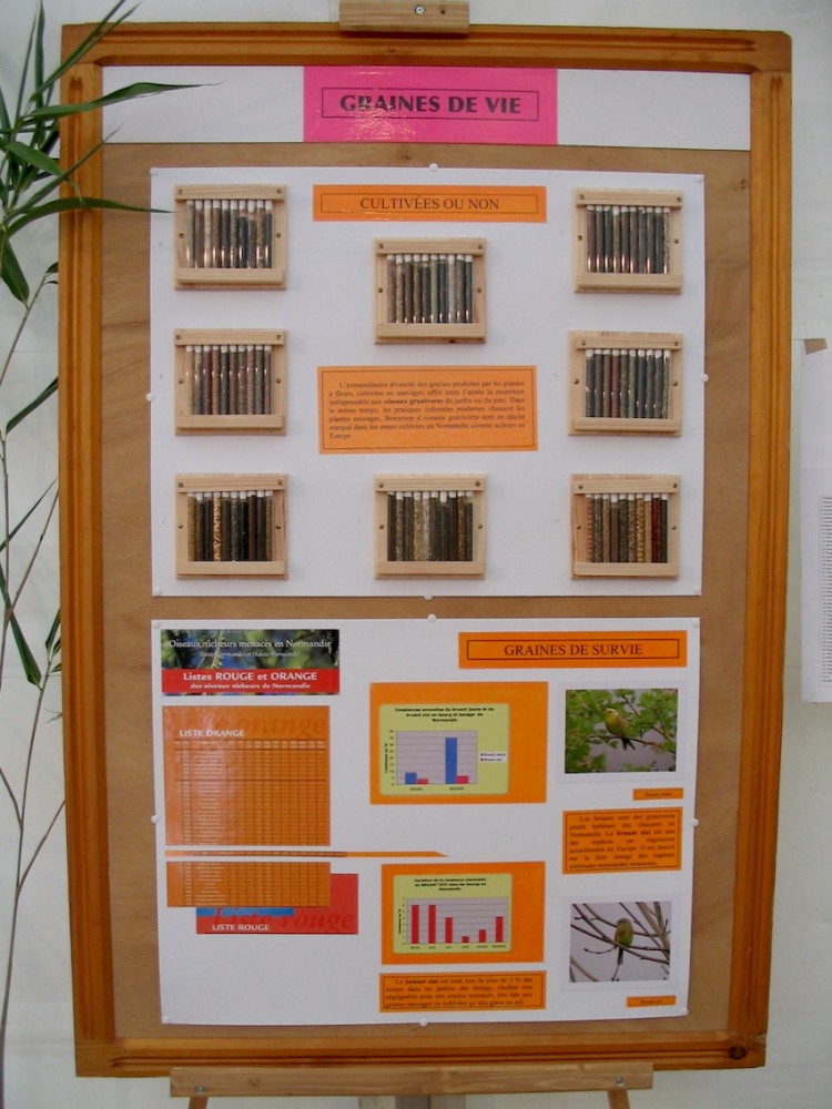 Fontaine-Henry - jardins et oiseaux - Sollicités par l'association en charge de la manifestation annuelle, il a fallu confectionner en urgence au cours de l'été une quinzaine de panneaux sur le thème. Robin Rundle compléta le stand en créant de son côté d'autres panneaux. <br />Ce panneau est l'un de ceux qui me donna le plus de travail (et de plaisir) : la récolte des graines de nombreuses plantes sauvages pour créer un effet de curiosité m'a appris combien les granivores ont de possibilités de se nourrir si les milieux herbacés sont respectés. Les carrières m'ont fourni bien des espèces, pas étonnant que bruants et linottes y soient si fréquents.