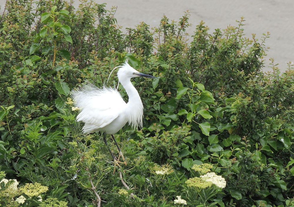 aigrette garzette photo T Grandguillot.JPG