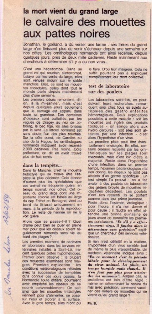 La Manche Libre, édition du 12 février 1984. L'article cite la somme de 2300 cadavres ramassés depuis la mi janvier. Et ce chiffre ne représente que la partie venue s'échouer sur le rivage. Combien d'oiseaux sont réellement morts en mer?... L'article fait la synthèse des hypothèses en cours.