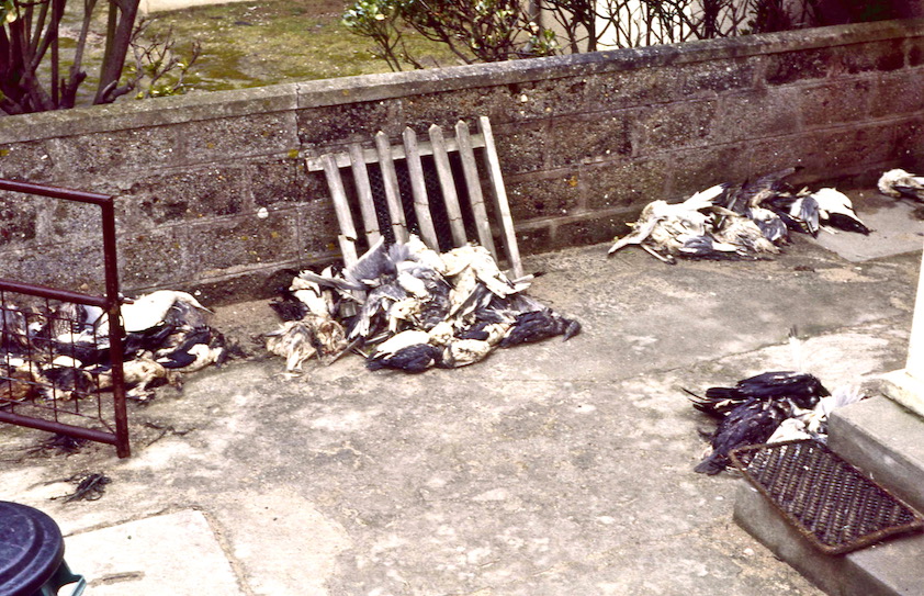 6 février 1984, Coutainville. Un petit échantillon des cadavres rassemblés devant la maison de François avant d'être dirigés vers l'équarrissage. (Photo Jean Collette)
