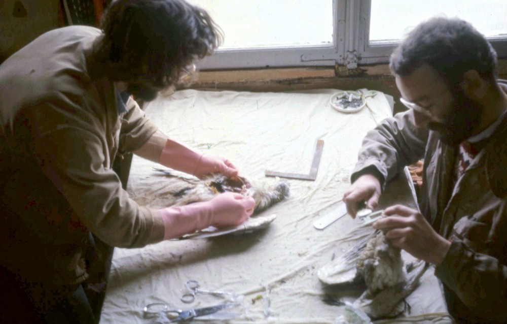 6 février 1984, Coutainville. Philippe Sagot (à gauche) et Denis Oger : autopsies et mesures en cours sur les cadavres récoltés. (photo Jean Collette)
